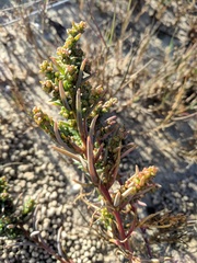 Suaeda linearis