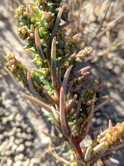 Suaeda linearis