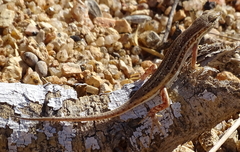 Trachylepis acutilabris