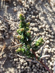 Suaeda linearis