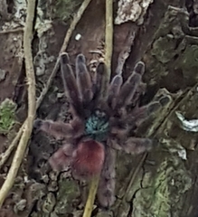 Caribena versicolor