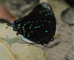 Denivia theocritus