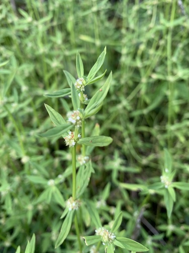 Spermacoce prostrata