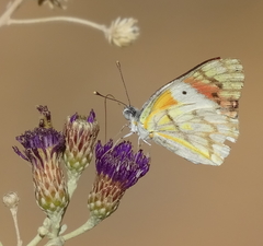 Colotis celimene pholoe