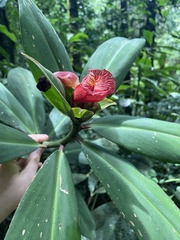 Costus laevis image