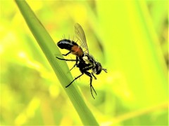 Cylindromyia brassicaria