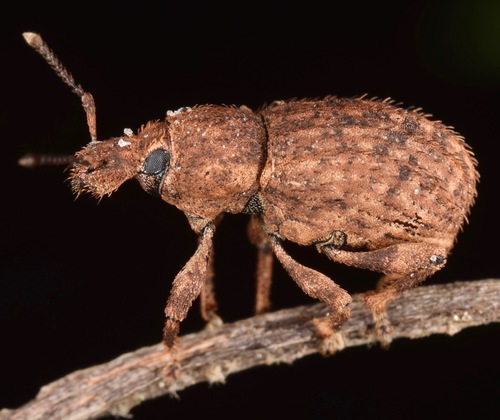 Panscopus erinaceus