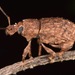 Panscopus erinaceus - Photo (c) skitterbug, algunos derechos reservados (CC BY), subido por skitterbug