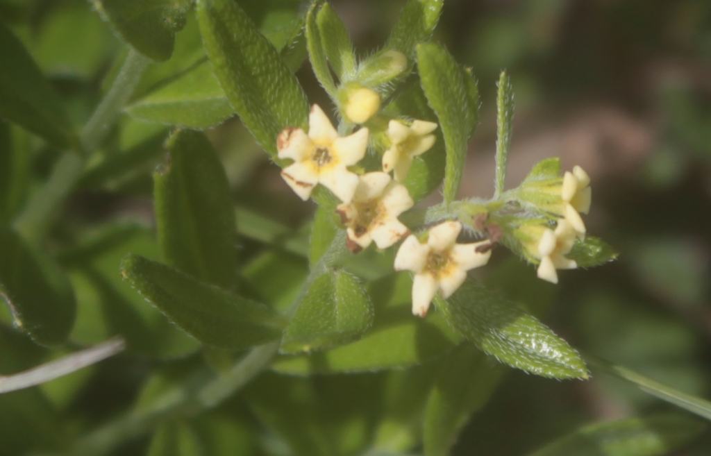 Lithospermum calcicola