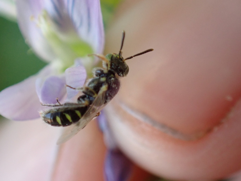 Sandbar Willow Fairy Bee