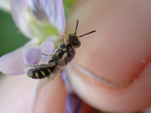 Sandbar Willow Fairy Bee