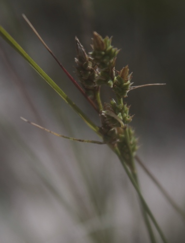 Carex schiedeana