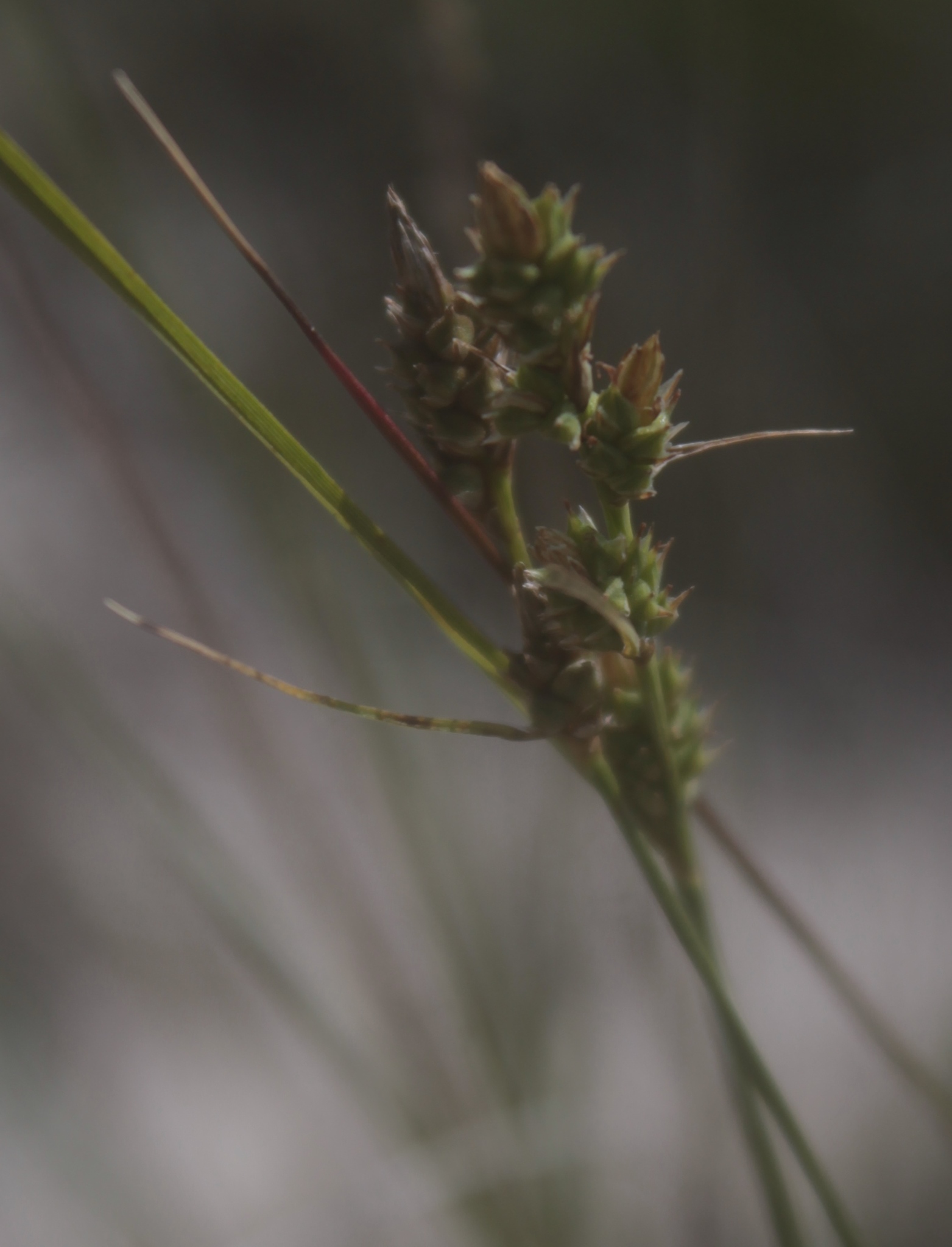Carex schiedeana