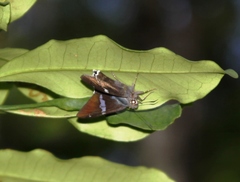 Astraptes
