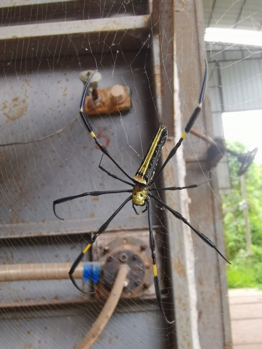 Giant Golden Orbweaver
