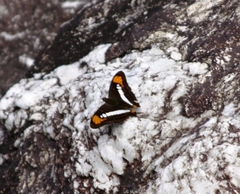 Adelpha serpa