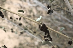Puccinia malvacearum