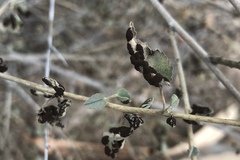 Puccinia malvacearum