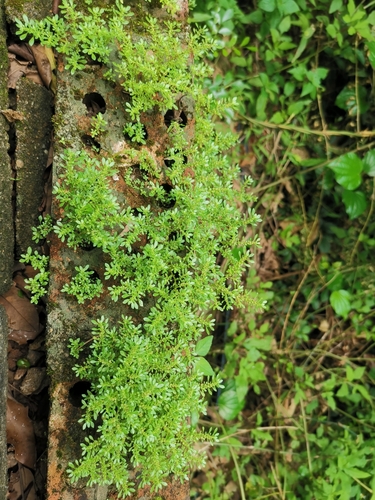 Artillery Plant