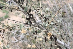 Puccinia malvacearum