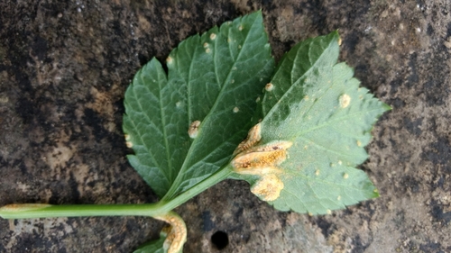 Alexanders Rust