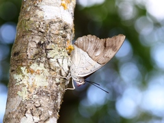 Archaeoprepona amphimachus