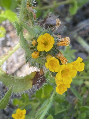 Woolly breeches (Amsinckia spectabilis)