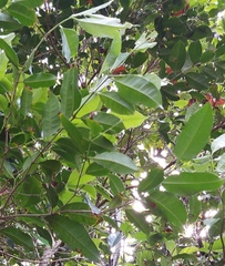 Syzygium simile, photograph (c) 胡正恆(Jackson Hu), some rights reserved (CC BY)