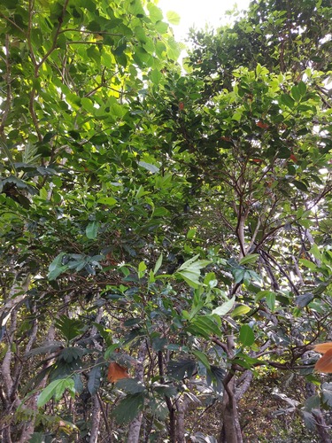 Syzygium simile, photograph 6