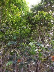 Syzygium simile, photograph (c) 胡正恆(Jackson Hu), some rights reserved (CC BY)
