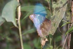 Morpho menelaus