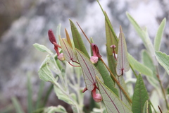 Aristolochia smilacina