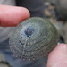 Mask Limpet - Photo (c) sea-kangaroo, some rights reserved (CC BY-NC-ND), uploaded by sea-kangaroo