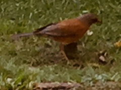 Turdus rufopalliatus