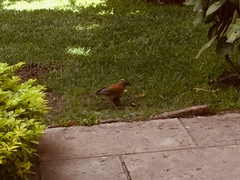 Turdus rufopalliatus