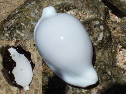Common Egg Cowry