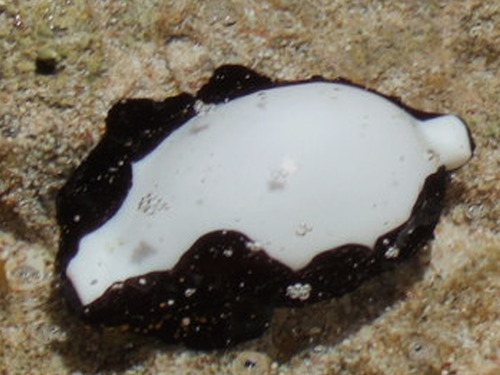 Common Egg Cowry