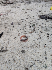 Plestiodon egregius similis