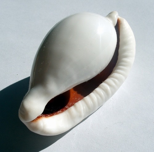 Common Egg Cowry