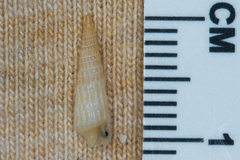 Terebridae