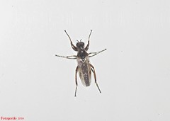 Bibio articulatus