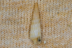 Terebridae