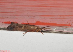 Nemotaulius hostilis