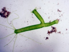 Hydra viridissima