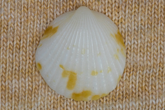 Tucetona