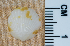 Tucetona