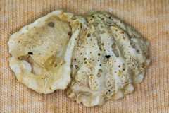 Plicatula gibbosa