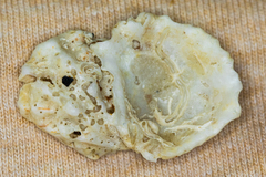 Plicatula gibbosa