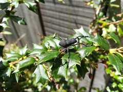 Rhyephenes