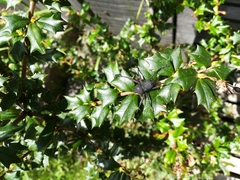 Rhyephenes